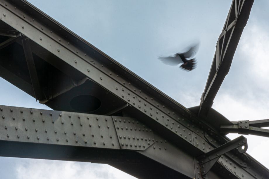 Taube zwischen Stahl Taube zwischen Stahl