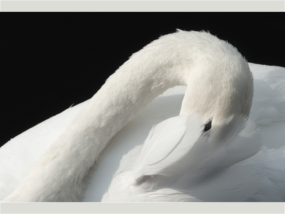Schwan Schwan