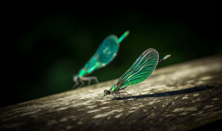 Prachtlibellen Prachtlibellen