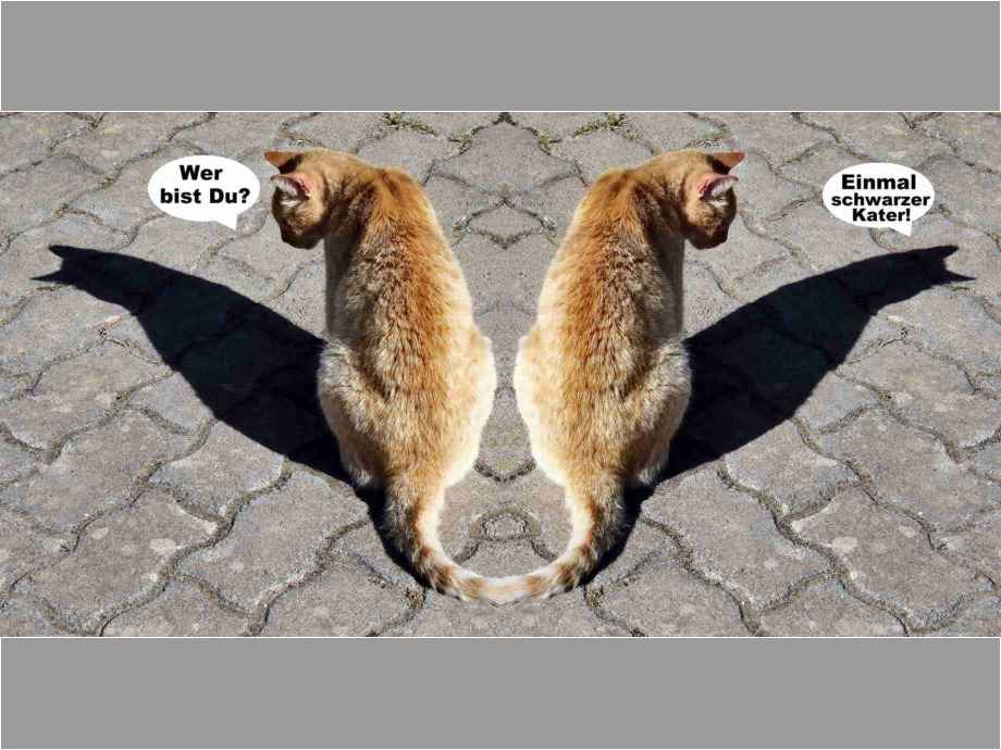 Katzen Katzen