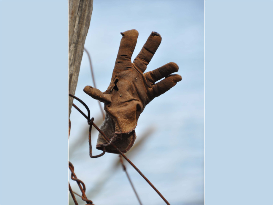 Verlorener Hand-schuh in einem Weinberg auf Madeira