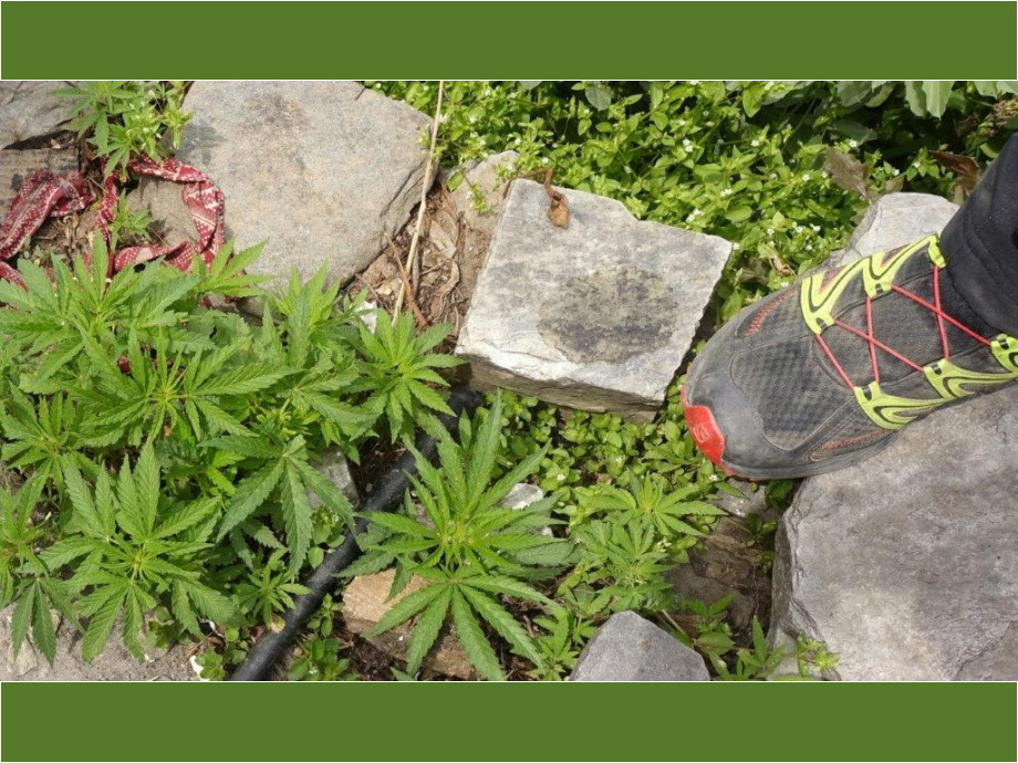 Pflanze mit Schuh in Nepal