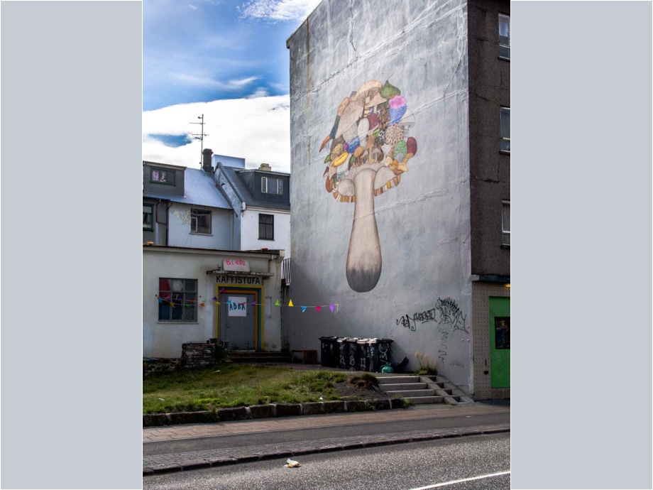 Pilz an der Wand
