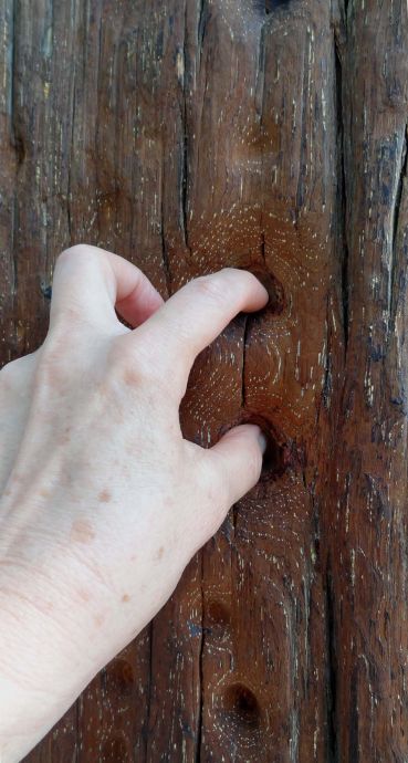 Steter Finger höhlt den Stamm Steter Finger höhlt den Stamm