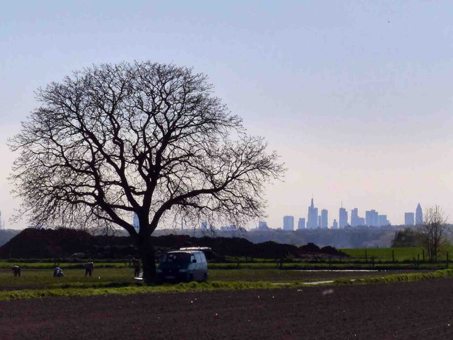Skyline Frankfurt Skyline Frankfurt