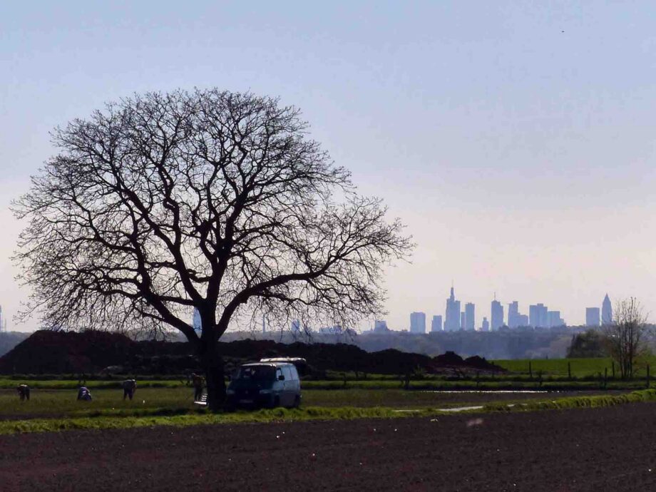 Skyline Frankfurt