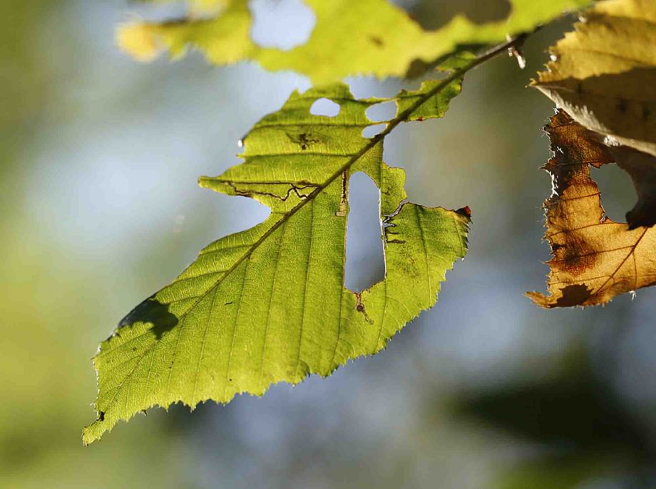 Herbst