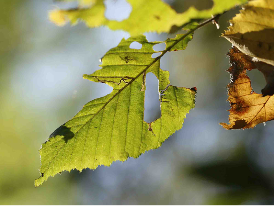 Herbst Herbst