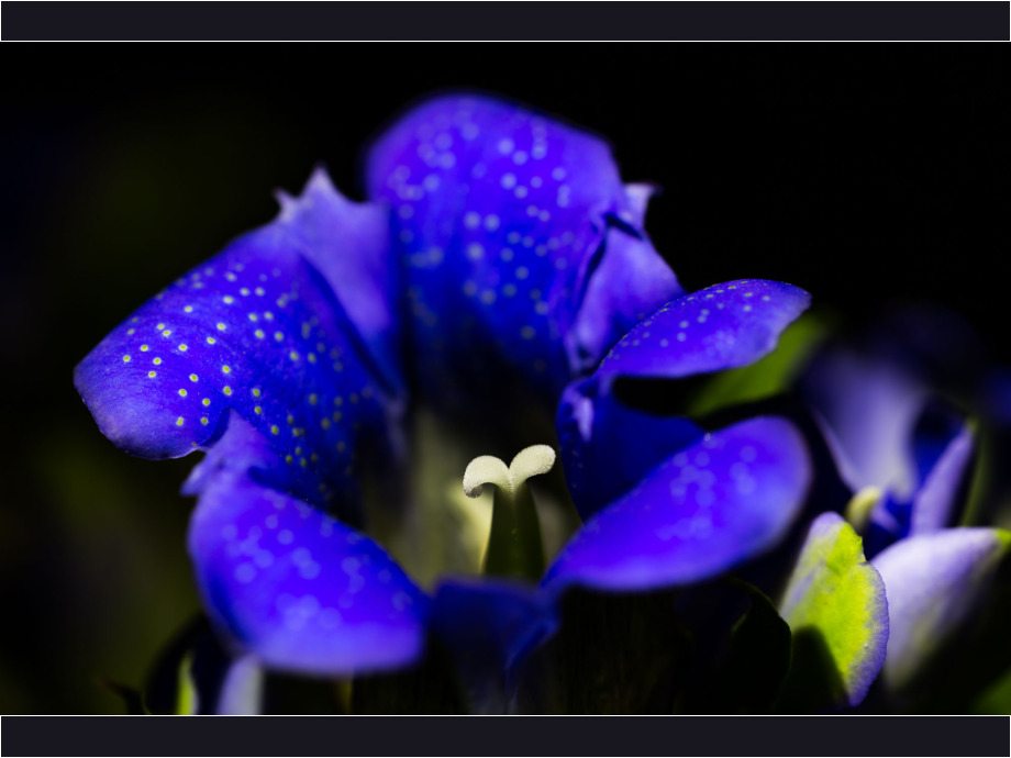 Enzianblüte