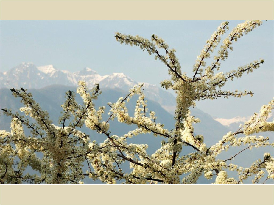 Blüten im Tal