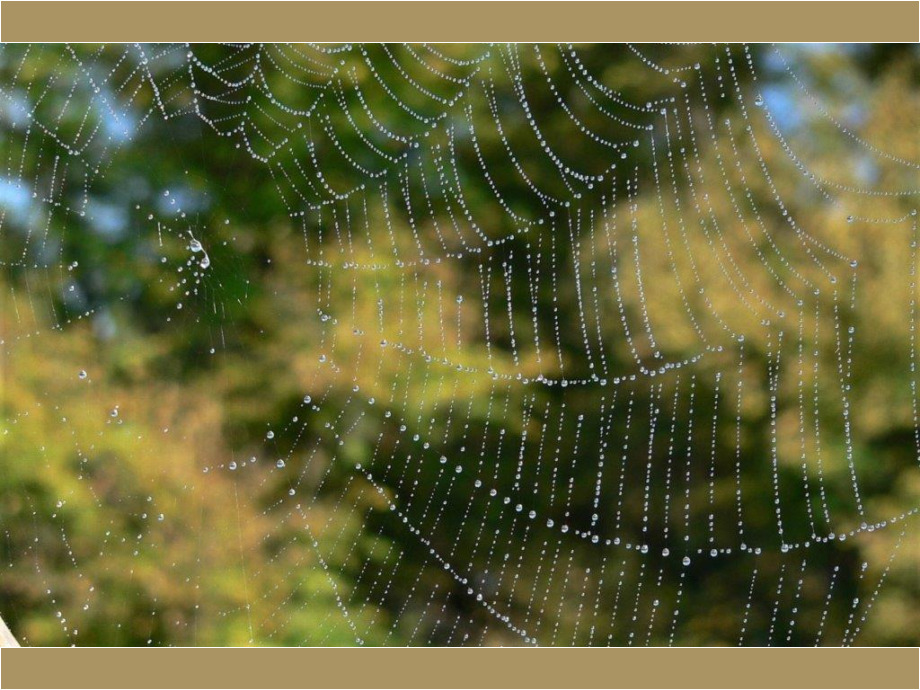 Spinnennetz