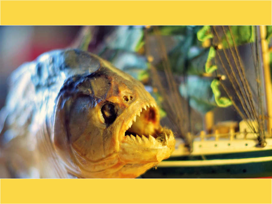 Die Rache des Piranhas