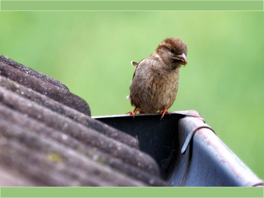 Der Spatz auf dem Dach
