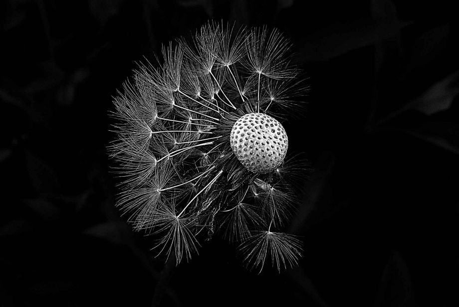 Löwenzahn Löwenzahn