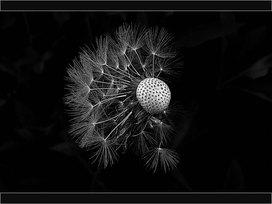 Löwenzahn Löwenzahn