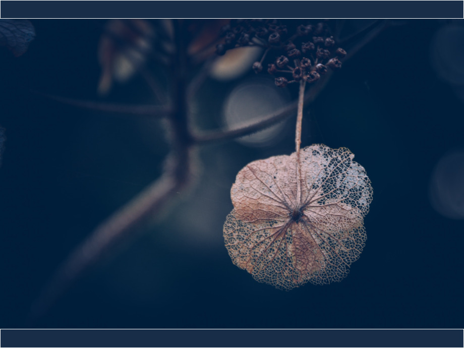 Winterbluete Winterbluete