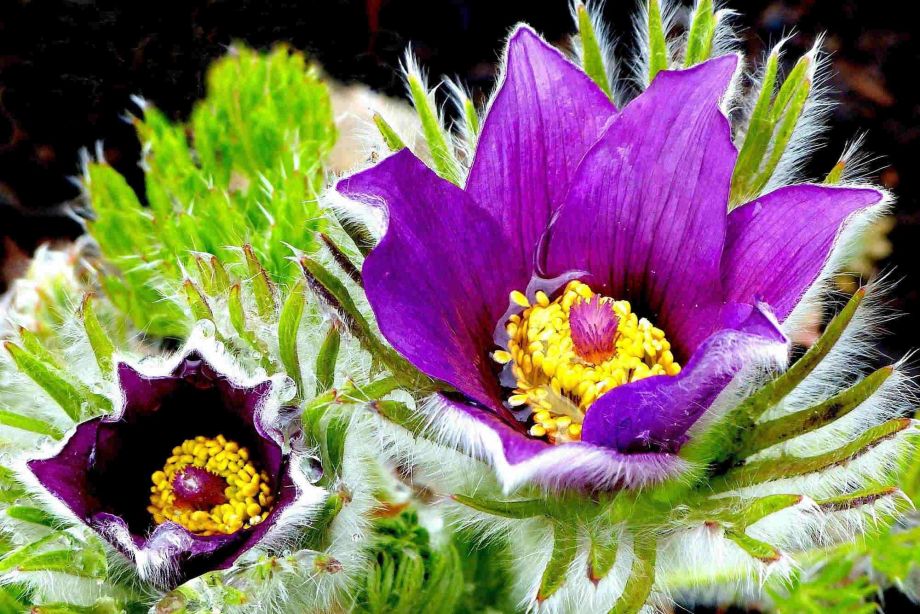 Kuhschelle Kuhschelle