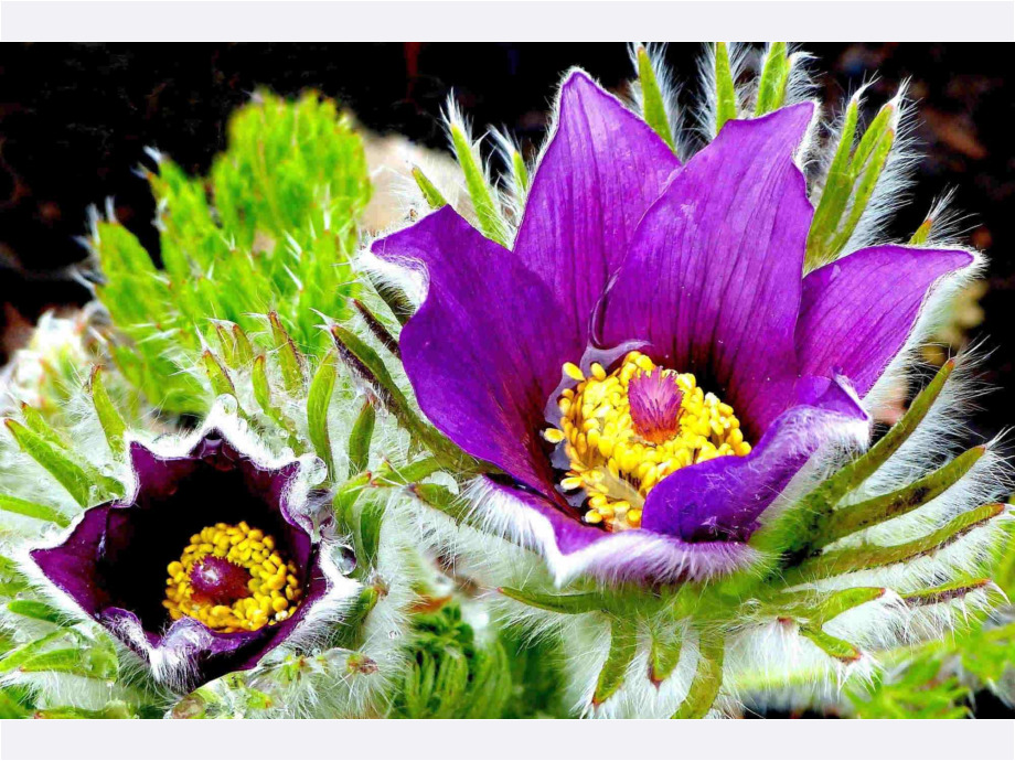 Kuhschelle Kuhschelle