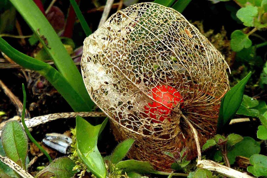 Lampionblume Lampionblume