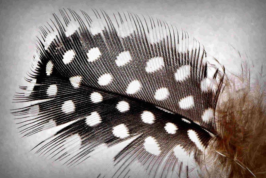 Vogelfeder Vogelfeder