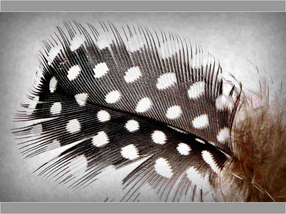 Vogelfeder Vogelfeder