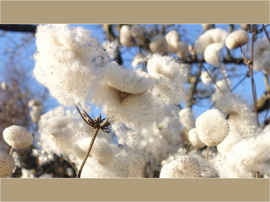 Baumwolle im Garten Baumwolle im Garten