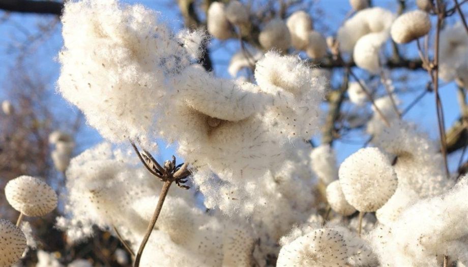 Baumwolle im Garten Baumwolle im Garten