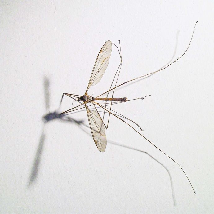 Filigrane Fliege Filigrane Fliege