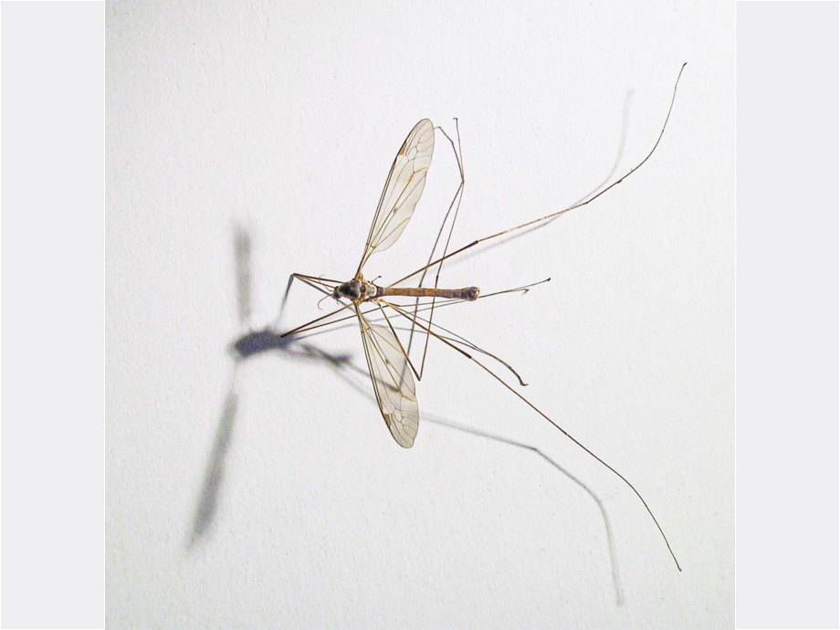 Filigrane Fliege Filigrane Fliege