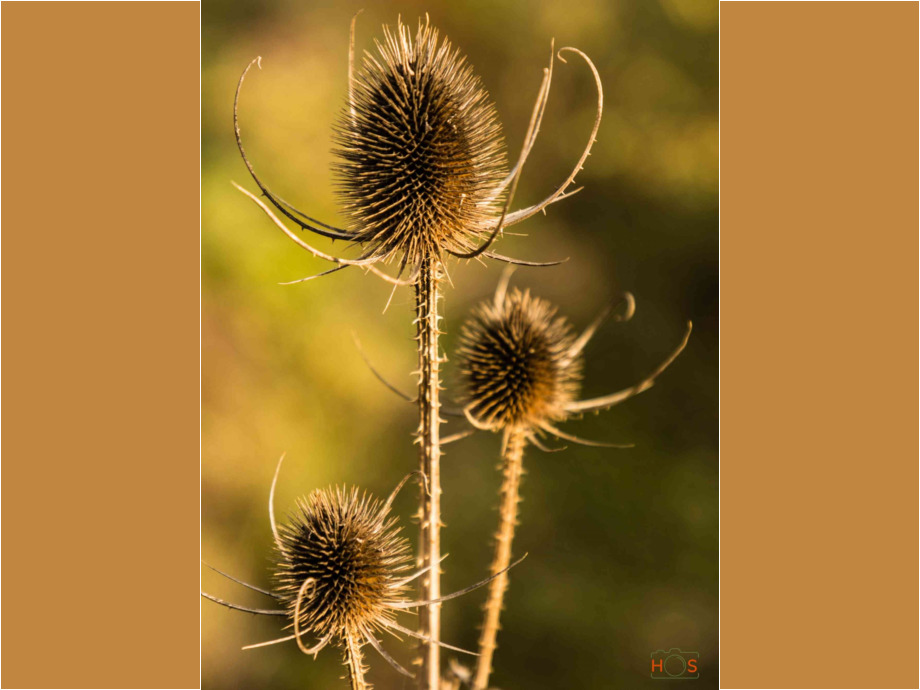 Die Tänzerin Die Tänzerin