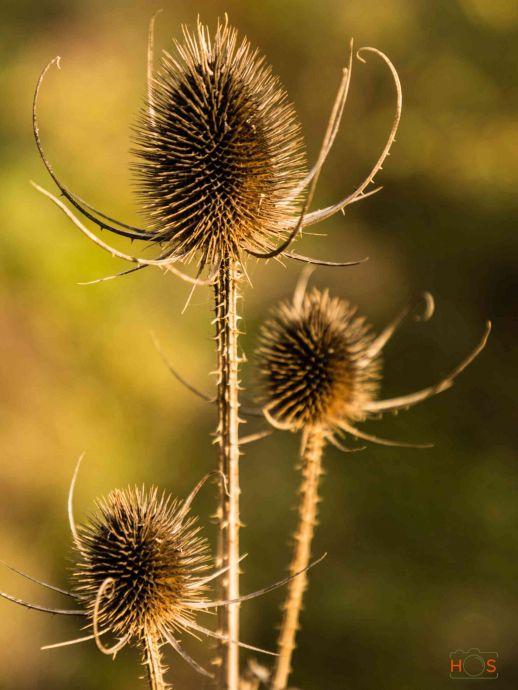 Die Tänzerin Die Tänzerin