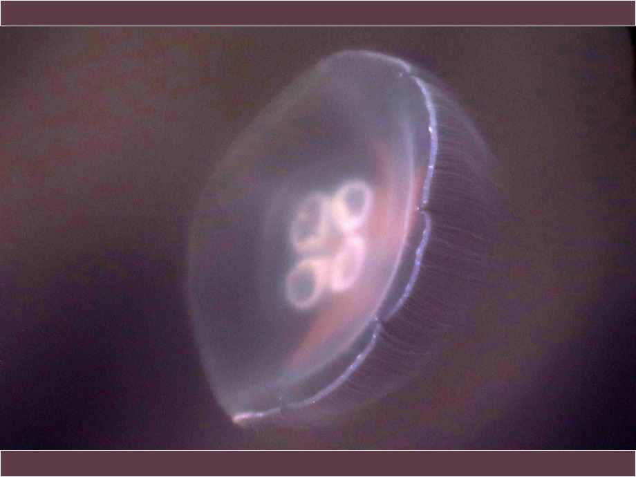 Qualle - Surreal Qualle - Surreal