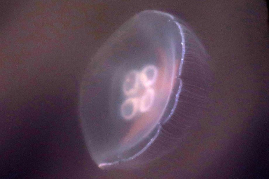 Qualle - Surreal Qualle - Surreal