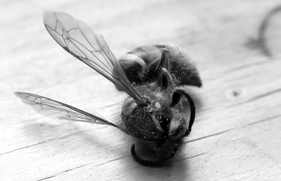 Tod auf dem Kuechentisch Tod auf dem Kuechentisch
