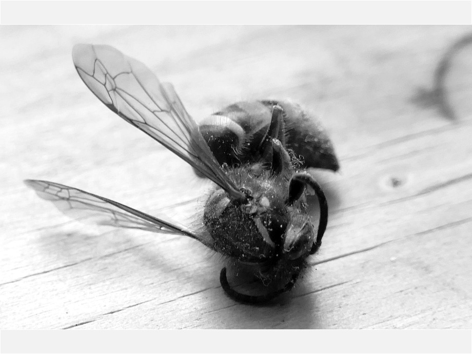 Tod auf dem Kuechentisch Tod auf dem Kuechentisch