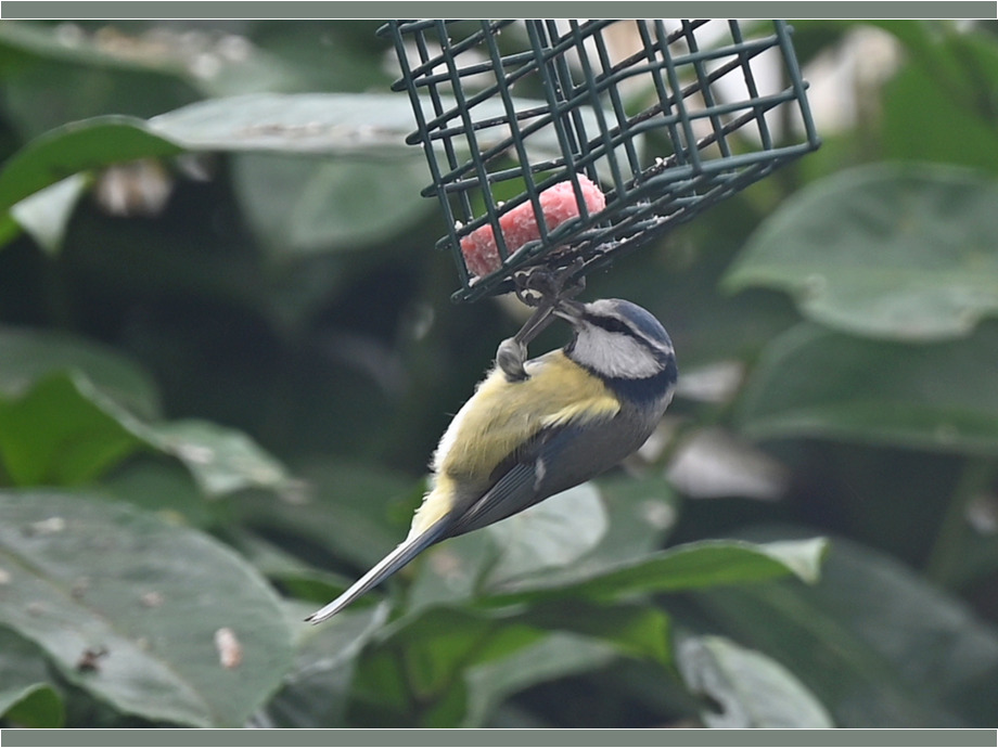 Der frühe Vogel - ist der erste an der Futterstelle...