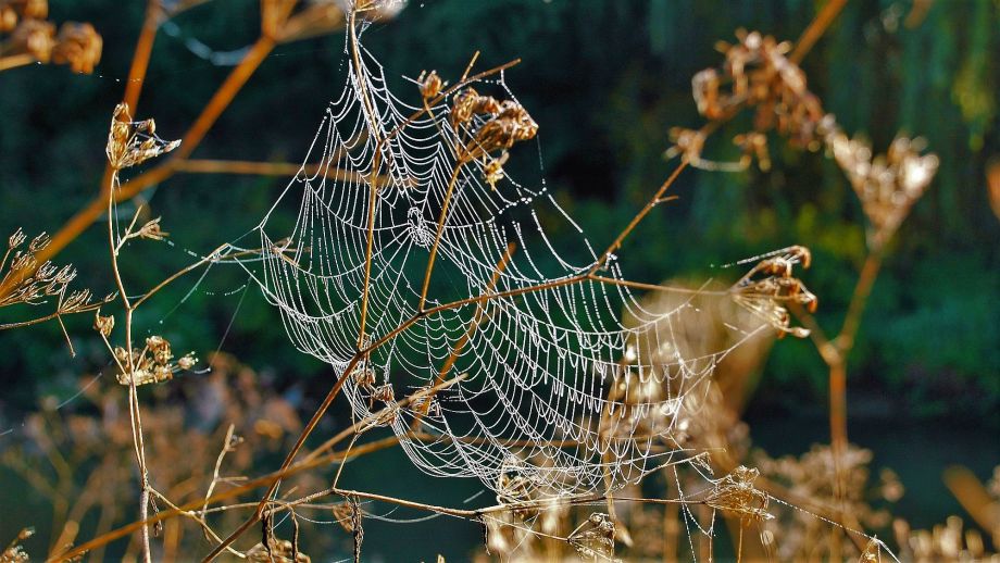 Altweibersommer Spinnweben Niddaufer