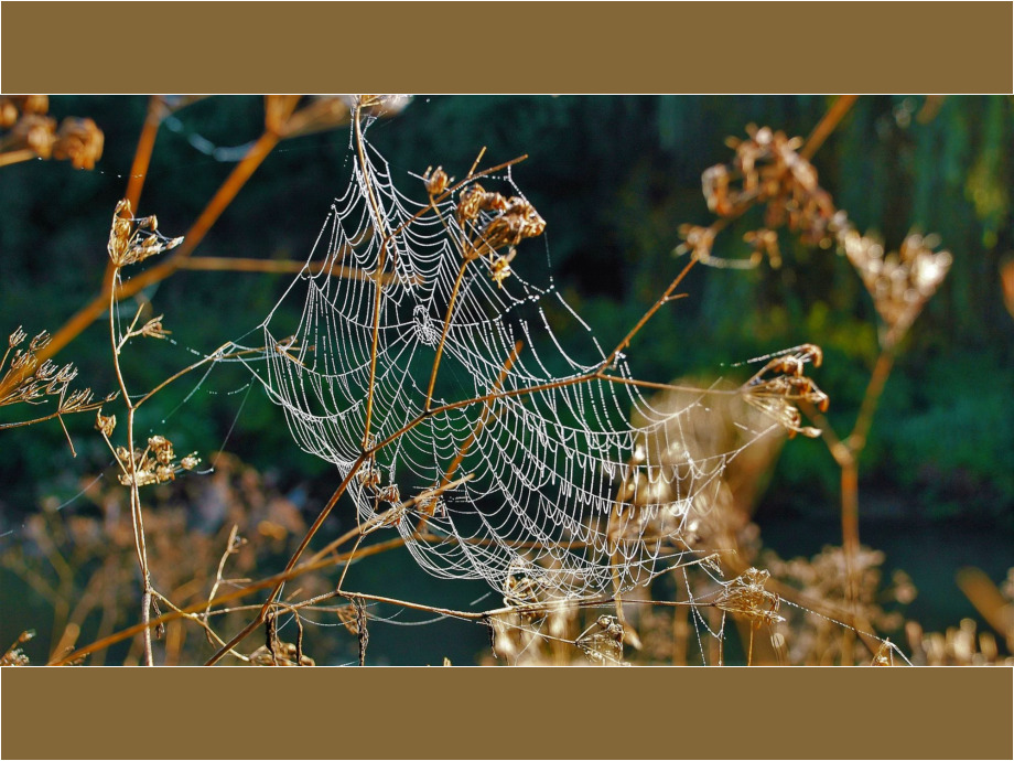 Altweibersommer Spinnweben Niddaufer Altweibersommer Spinnweben Niddaufer