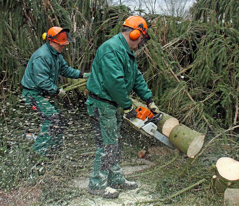 Mit der Saege im Forst Mit der Saege im Forst