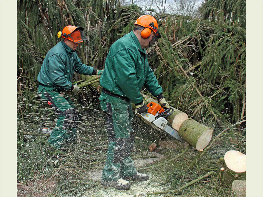 Mit der Saege im Forst Mit der Saege im Forst