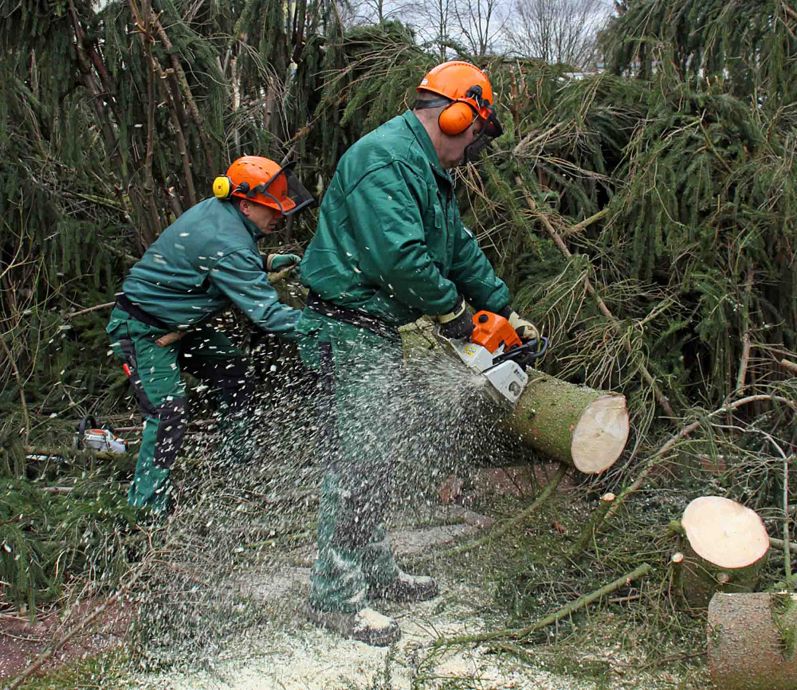 An der Motorsaege An der Motorsaege