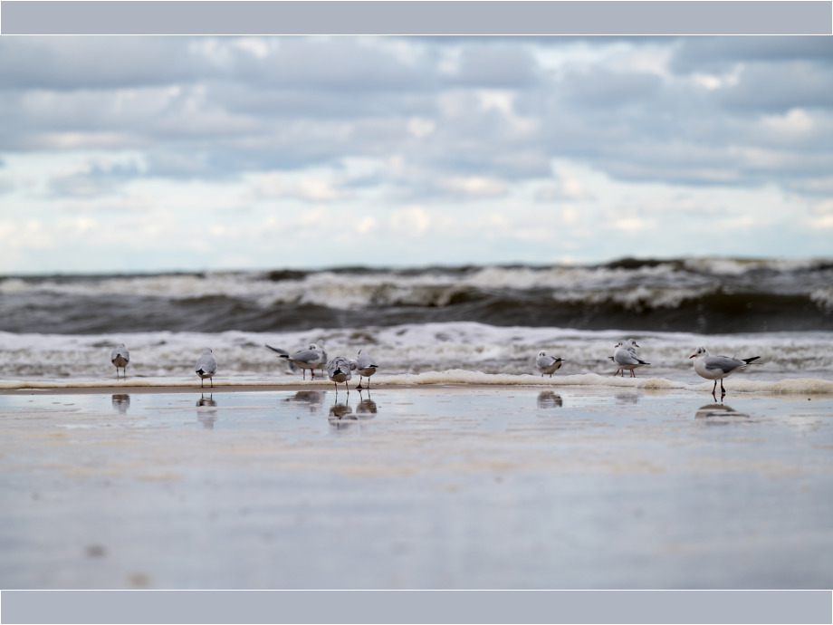 Möwen am Strand