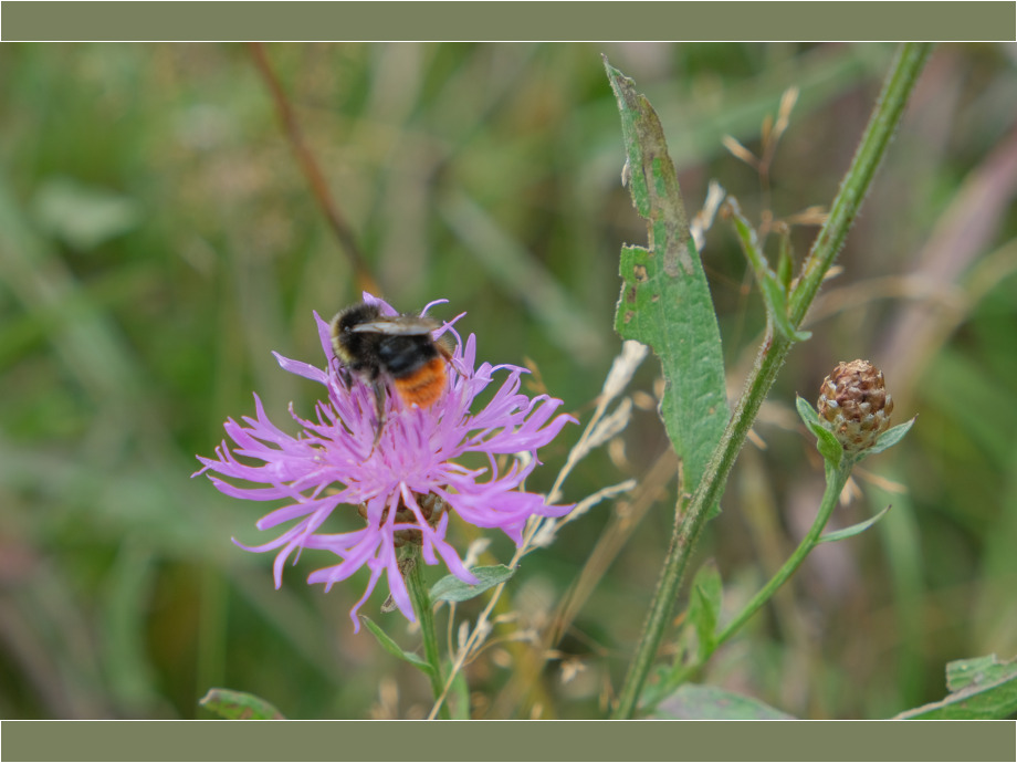 Hummel