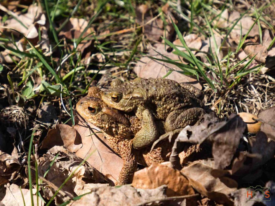 Froschweibchen mit ihrem Männchen auf dem Rücken