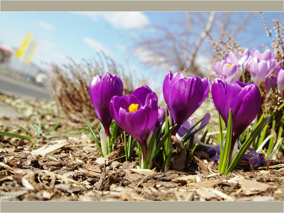 Die schönsten Farben des Frühlings