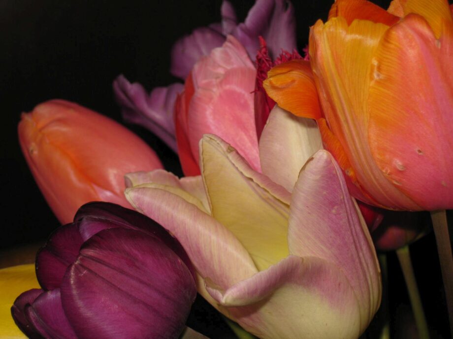Die Üppigkeit der Tulpen