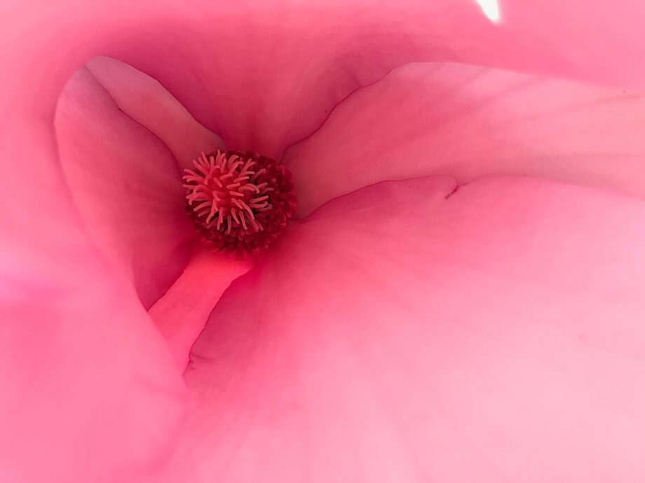 Einblicke in eine Magnolienblüte