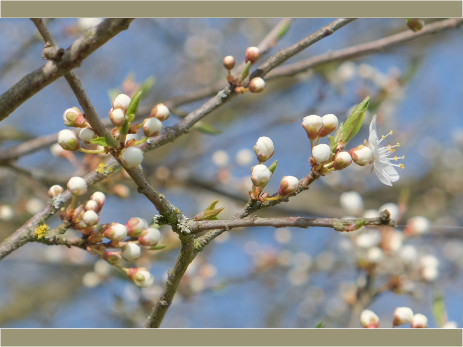 Birnbaumknospen