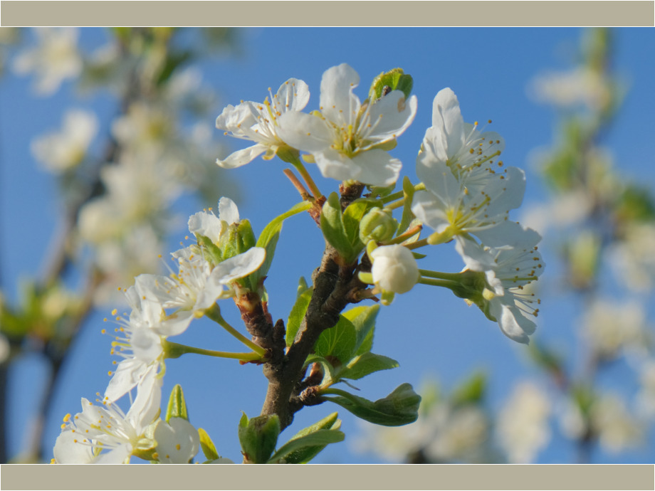 Birnbaumblüten