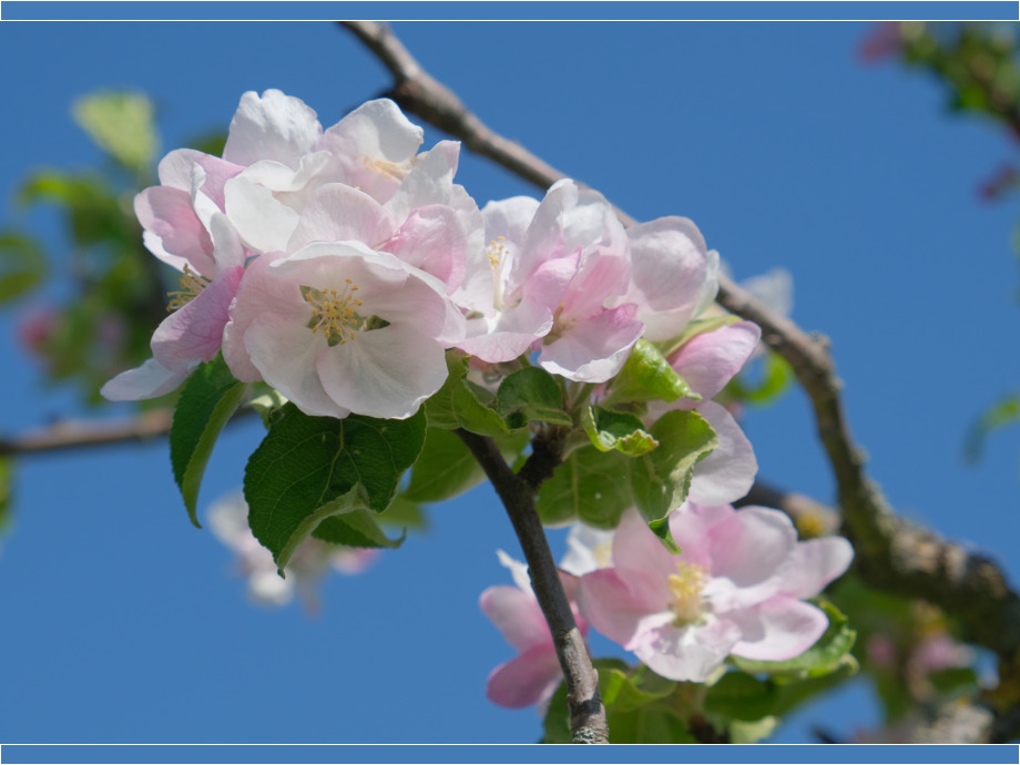 Apfelblüte
